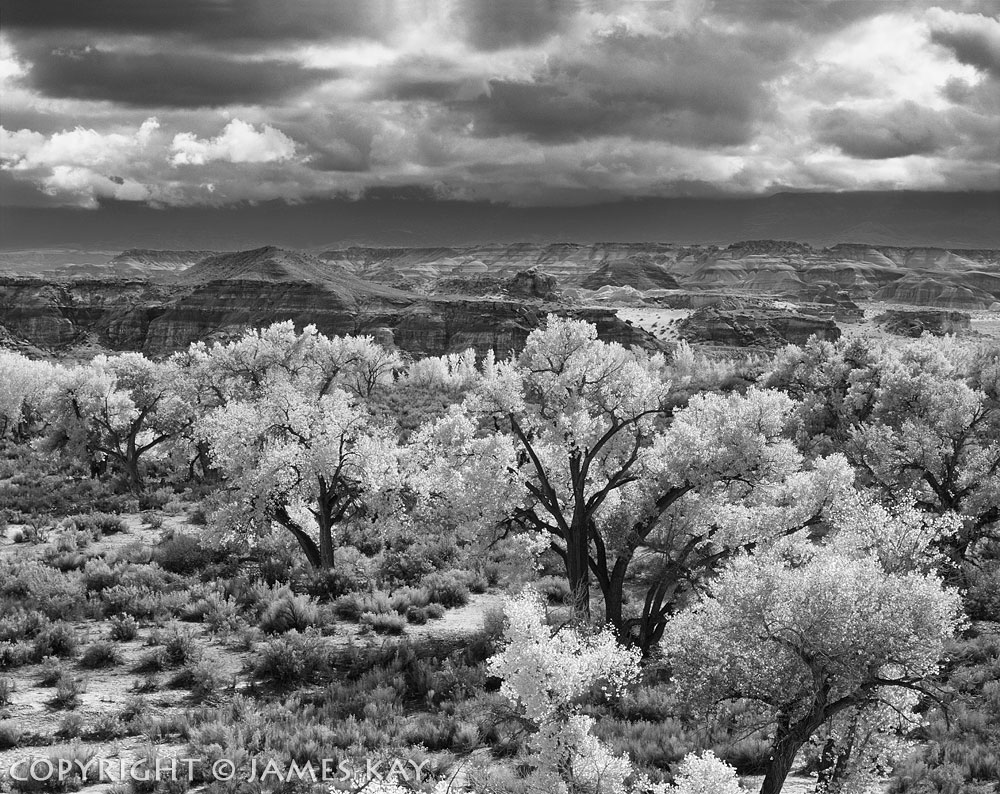 ID# 67-UT-FR-0012-BW