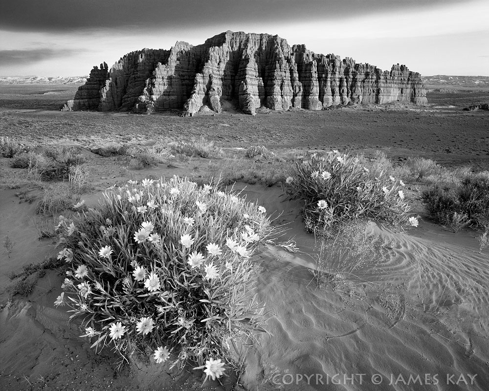 ID# 67-UT-SRD-0001-BW