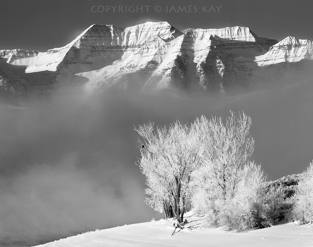 ID# 67-UT-WS-0050P-BW